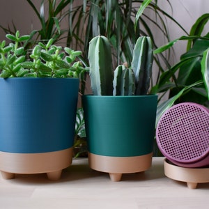 May include: Three potted plants on a wooden surface. The plant on the left is a succulent in a teal pot with a light brown base. The middle plant is a cactus in a green pot with a light brown base. The plant on the right is a speaker in a purple pot with a light brown base.