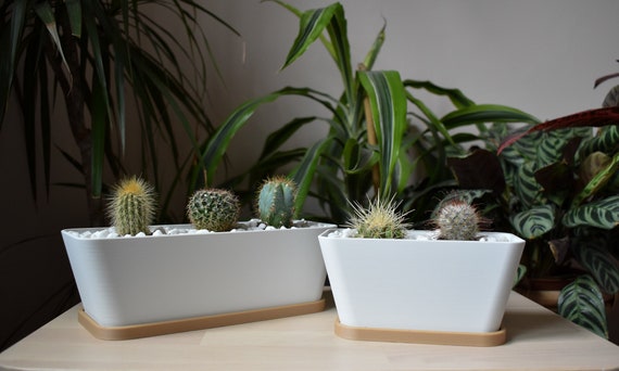 succulent planting soil Succulent & Cactus Soil - 4 Quarts
