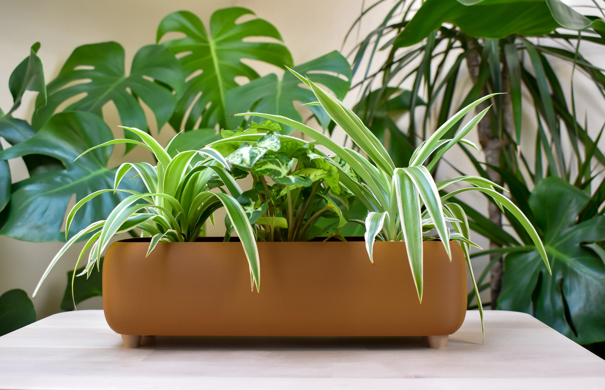 spring lily flower 10p! Spathiphyllum/Peace Lily /Tropical main image 1