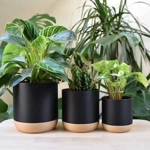 May include: Three black and gold plant pots containing different sized plants. The pots have a black matt finish with a gold rim. The plants include a large leafy plant, a cactus, and a smaller leafy plant.
