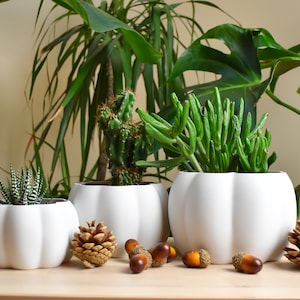 May include: Three white ceramic pumpkin-shaped planters with different succulents. The planters are on a wooden table with acorns and pine cones.