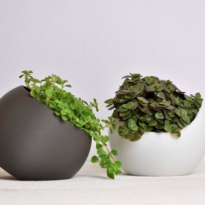 Tilted Sphere Planter, rounded pot, indoor plant pot, modern, indoor plants, minimalist, cascading plants, trailing plants, eco-friendly