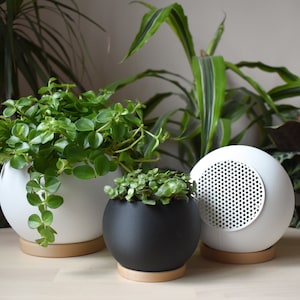 May include: Three round plant pots, one black, two white, with a wooden base. The pots are filled with green plants.