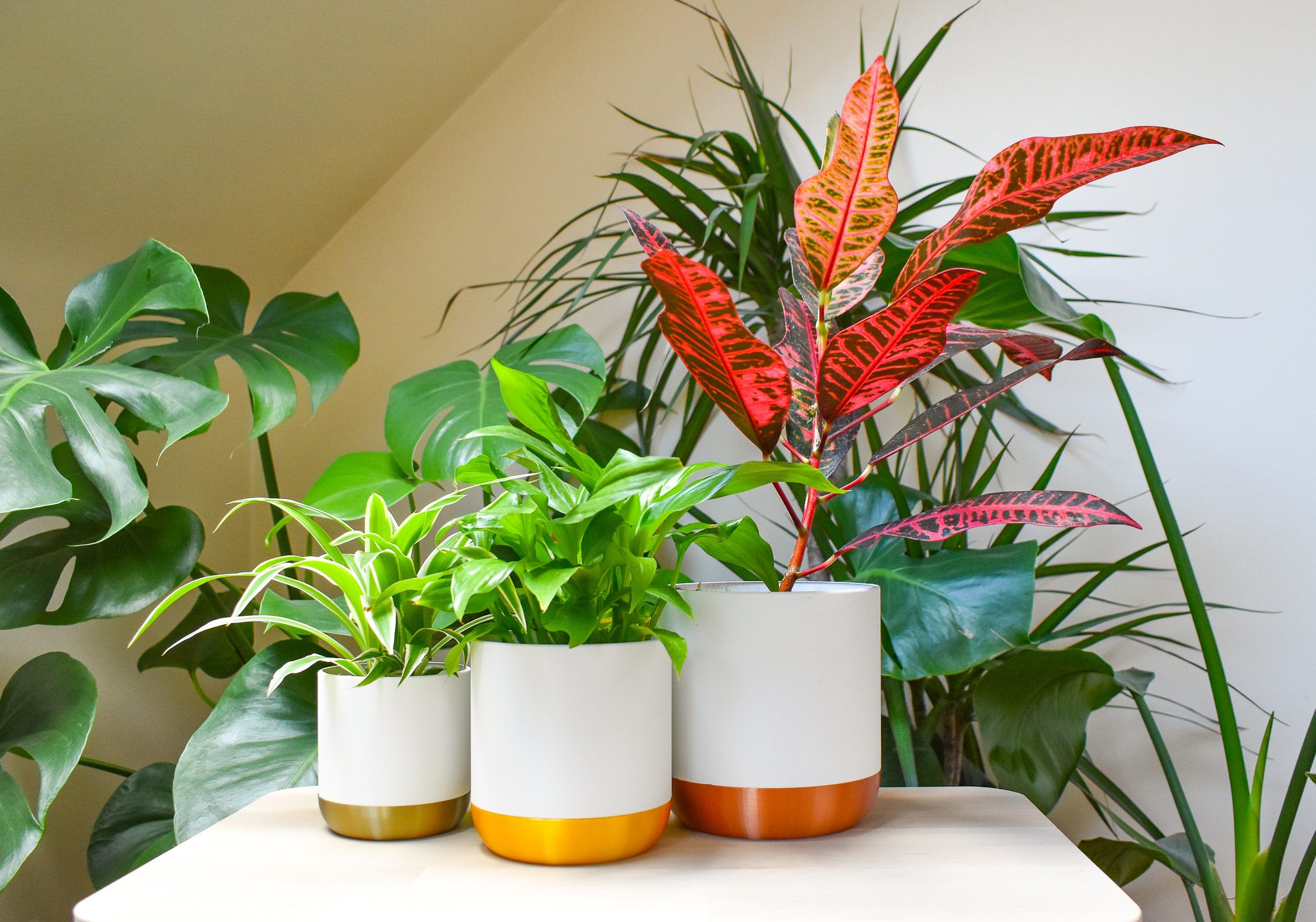 fiddle leaf fig tree Ficus Lyrata Bush Form, Fiddle Leaf Fig Tree
