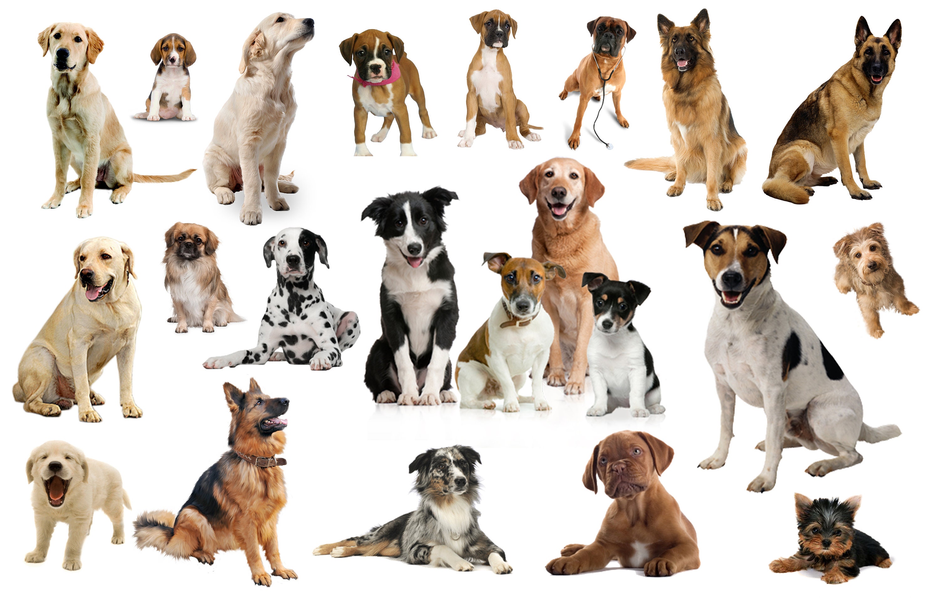 Dogs Clipart, 22 Realistic Dogs, Home Pets, Pet Portrait, Puppy