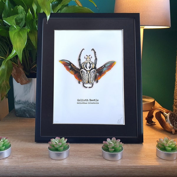 Goliath Beetle Painting Print 6x8 10x8 Mount | Framed Fake Taxidermy Beetle | Gauche Faux Taxidermy Goliath Beetle | Cottagecore Goblincore