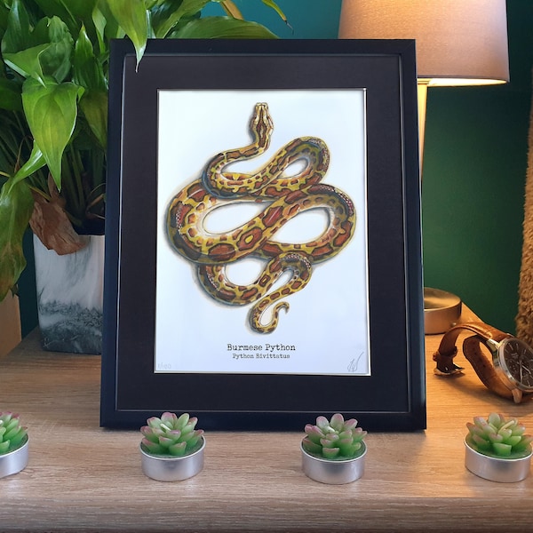 Python birman peinture impression 6 x 8 avec monture | Aquarelle encadrée représentant un serpent | Python fausse taxidermie Gauche Art | Gobelincore Cottagecore