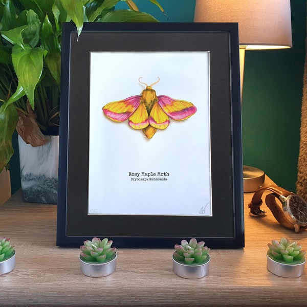 Rosy Maple Moth Painting Print 6x8 | Framed Watercolour Pink Moth | Gauche Faux Taxidermy Yellow Moth | Cottagecore Moon Fake Insect Gift