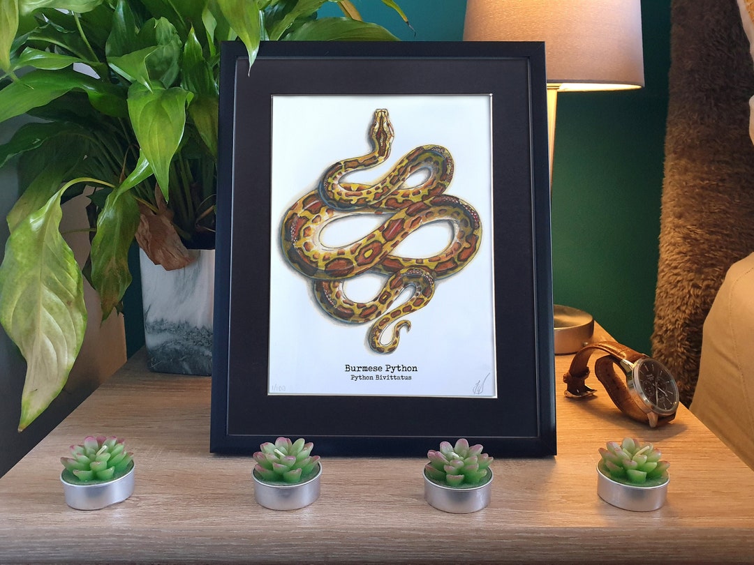 Burmese Python Painting Print 6x8 With Mount | Framed Watercolour Snake ...
