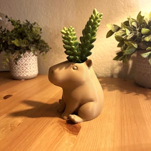 May include: A tan-colored capybara-shaped planter with a green succulent plant sprouting from its head. The planter is sitting on a wooden surface. Other potted plants are in the background.