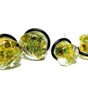 May include: Four clear resin ear plugs with green and yellow plant inclusions. The plugs have black rubber O-rings and are displayed on a white background. The plugs vary in size, with the largest being approximately 1 inch in diameter.