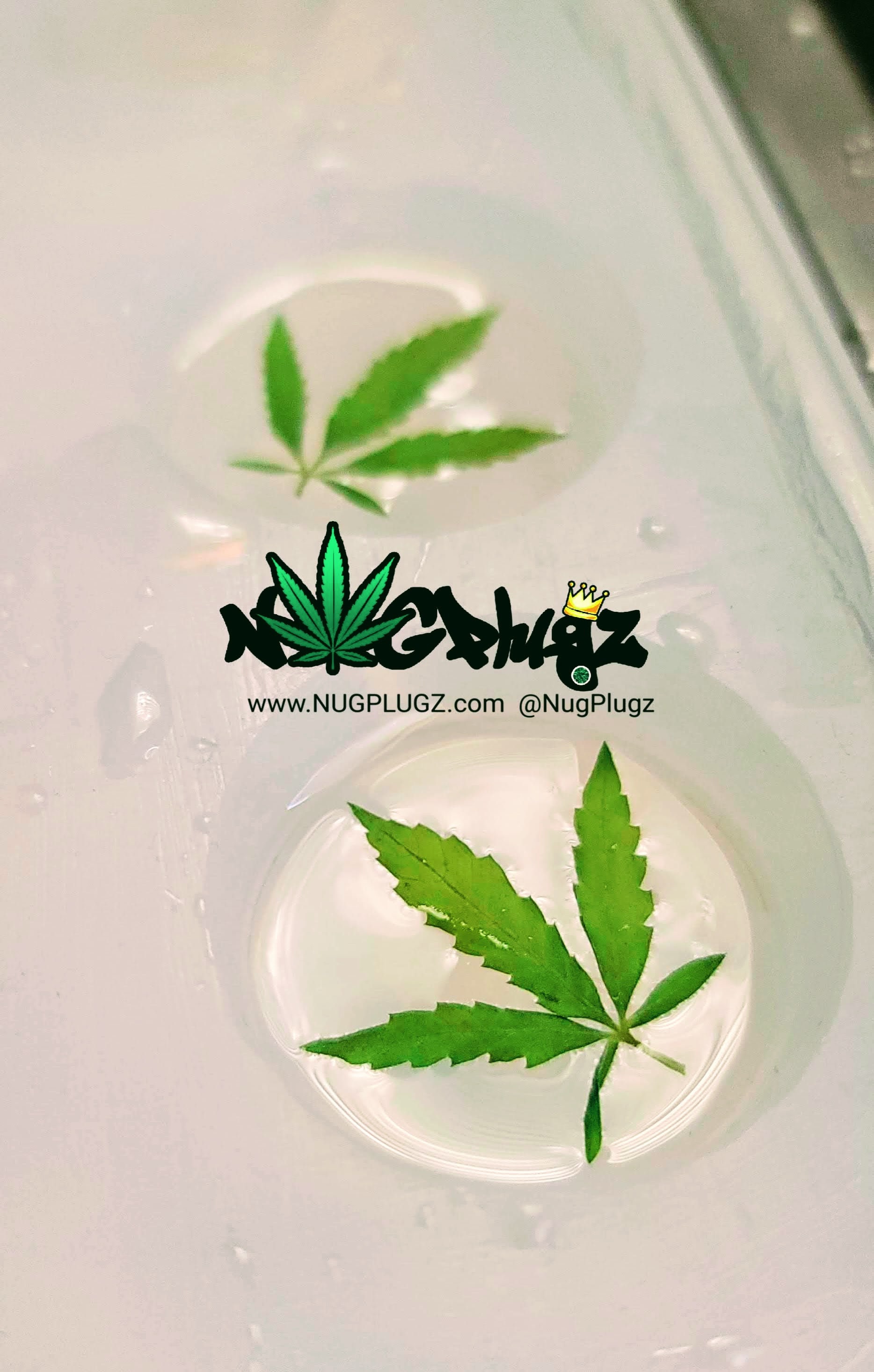 Sugar Leaf NUG PLUGZ Real Cannabis Plugs Weed Gauges Etsy