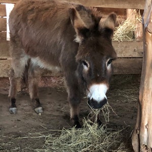 May include: A brown donkey with a white muzzle is eating hay in a wooden stall.