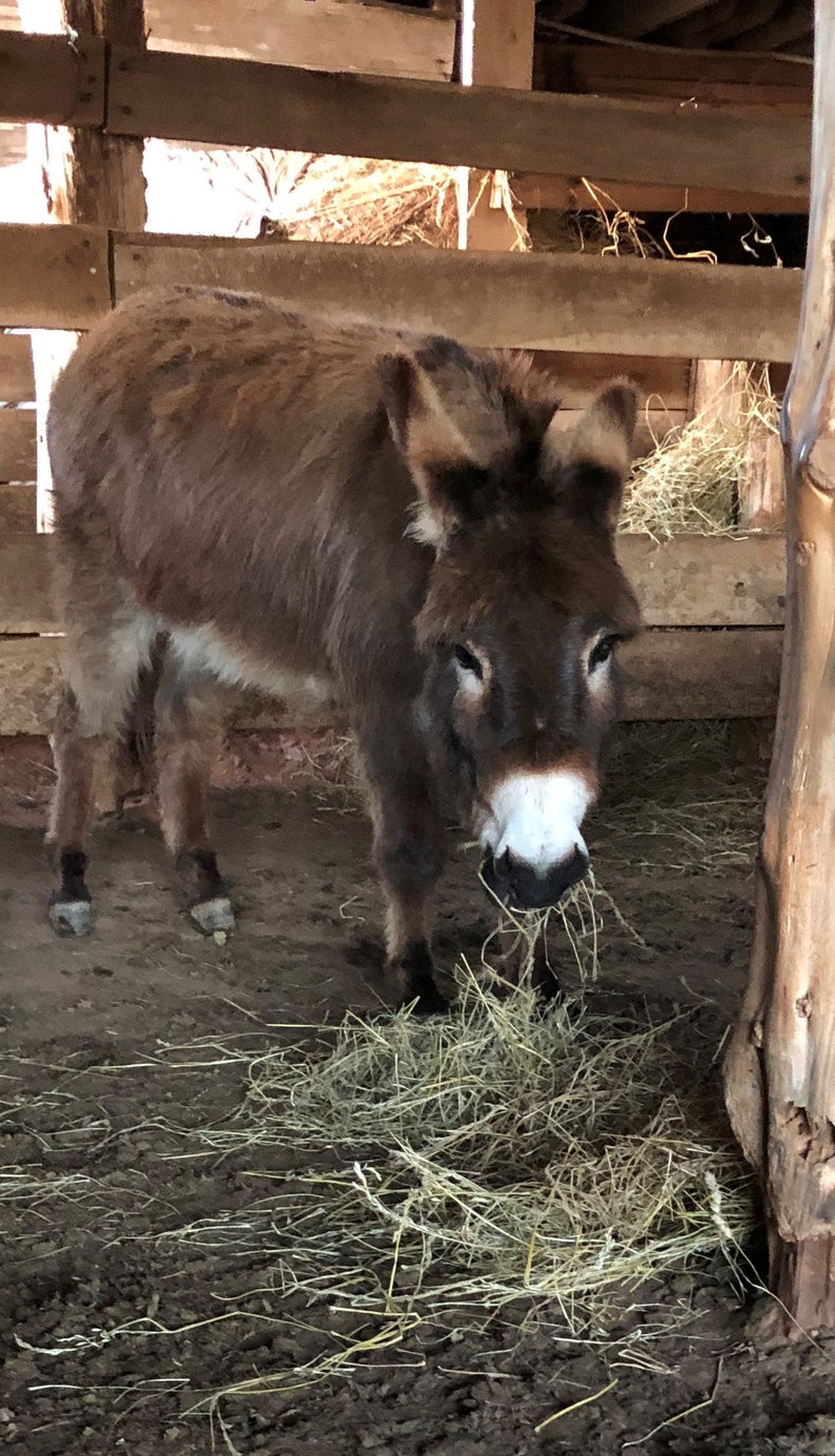 May include: A brown donkey with a white muzzle is eating hay in a wooden stall.
