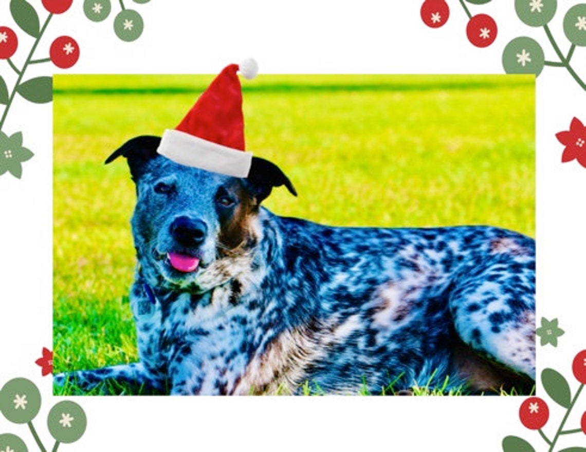 Rescue dogs 12 pack Christmas cards. Etsy