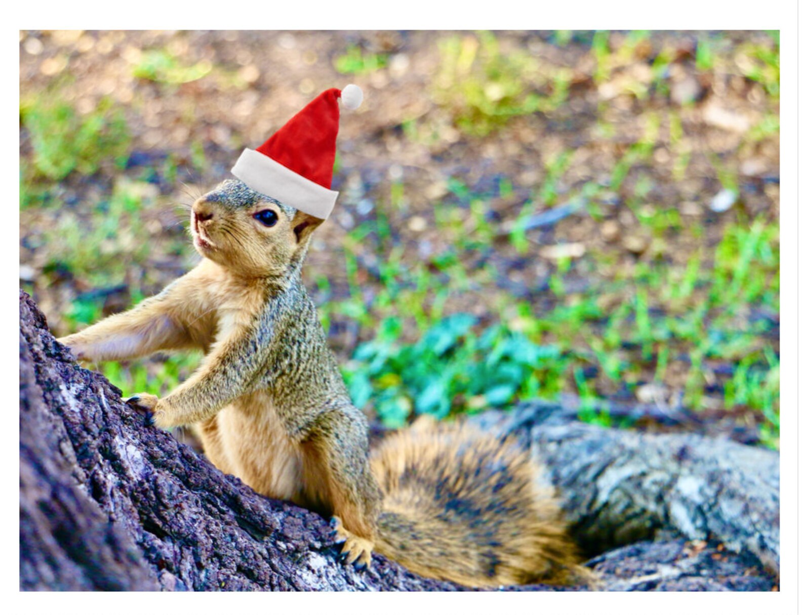 Funny Christmas 12 pack squirrel holiday cards. Etsy