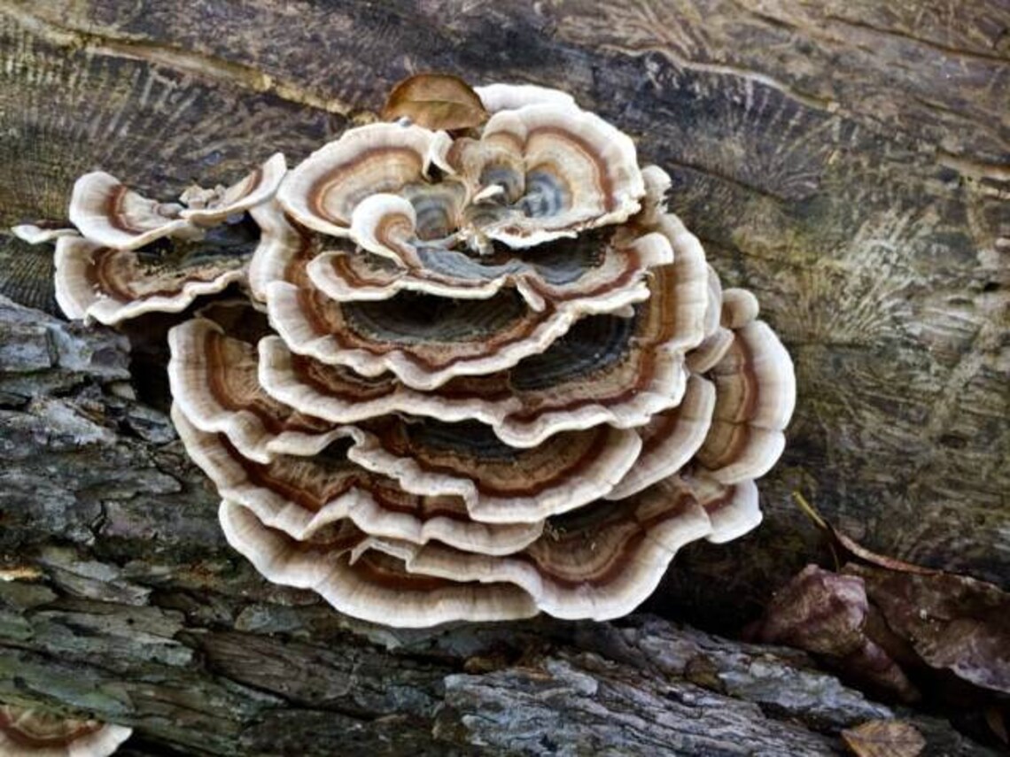 Turkey Tail mushroom liquid culture 10ml Etsy