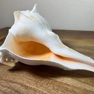 May include: A large, cream-coloured conch shell with a smooth exterior and a warm, peach-coloured interior. The shell has a distinctive spiral shape and a flared opening. The shell is resting on a wooden surface.