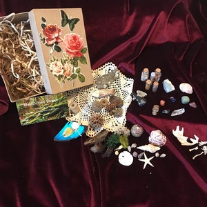 Curiosities Oddities Box Natural History Science Bone Teeth Semiprecious Stones Shells Natural Materials