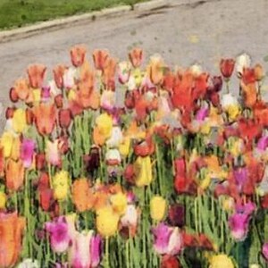 May include: A vibrant field of colorful tulips in shades of red, orange, yellow, and pink. The tulips are in full bloom and create a beautiful display of color.