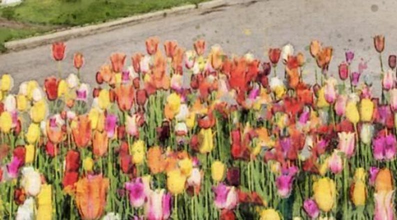 May include: A vibrant field of colorful tulips in shades of red, orange, yellow, and pink. The tulips are in full bloom and create a beautiful display of color.