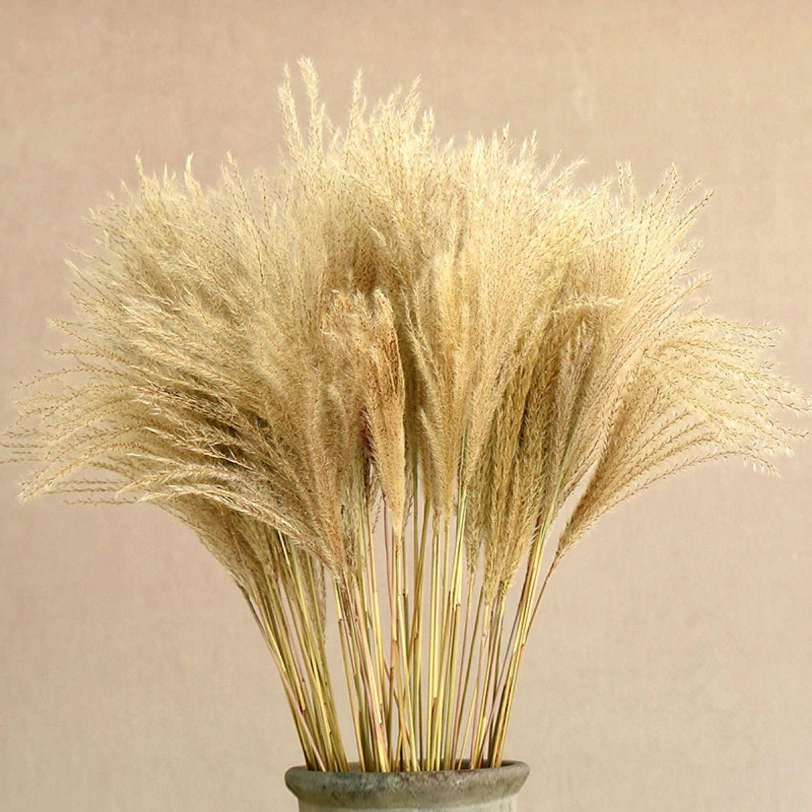 30pcs/lot Natural Dried Flower Reed Flower Bouquet for Home Etsy