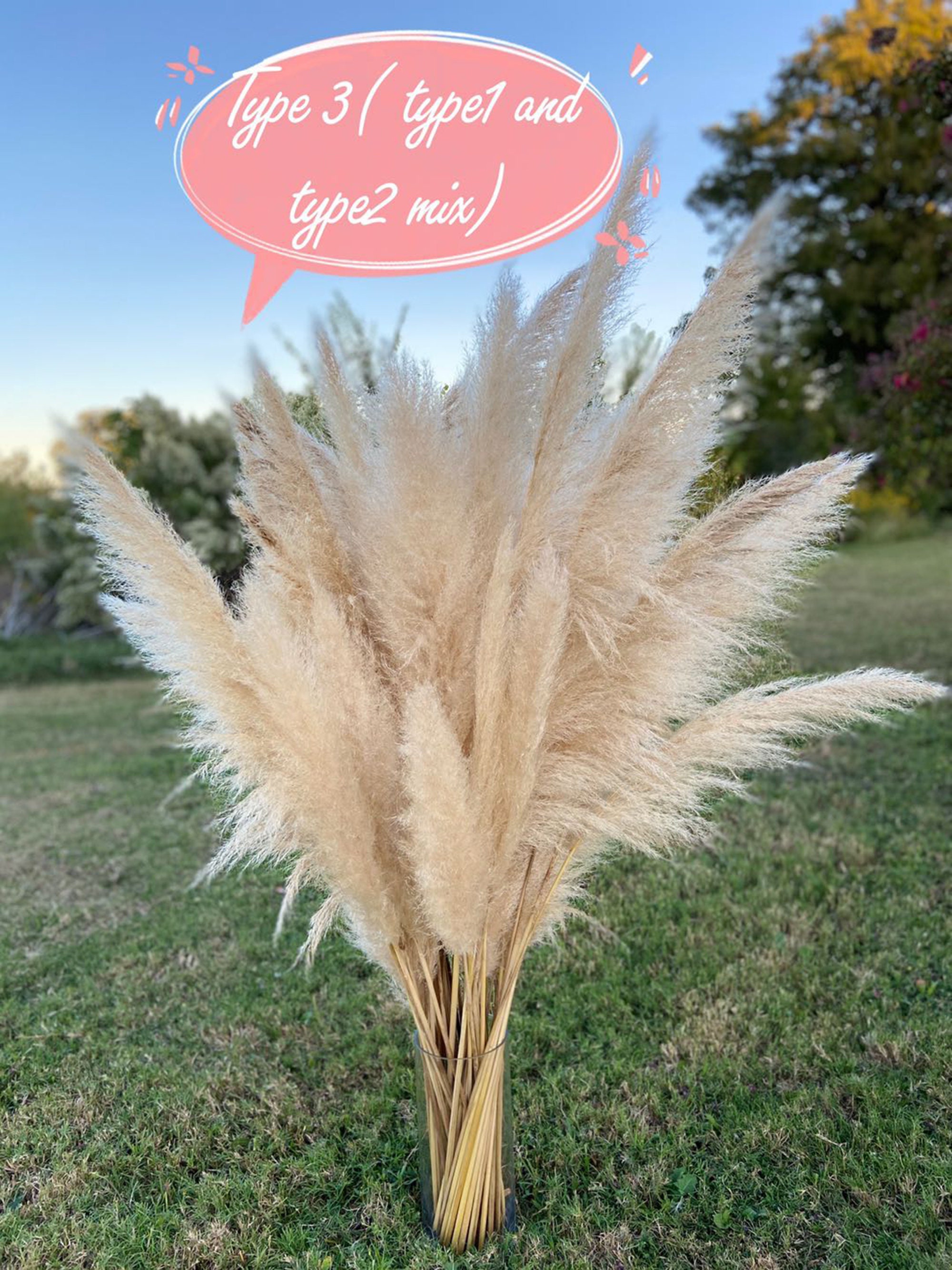 4 Feet Selected Real Dry Large Pampas Grass Natural Cream Etsy