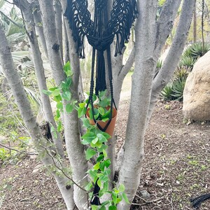 May include: Black macrame plant hanger with a small potted plant hanging from it. The hanger is attached to a wooden dowel and is hanging from a tree trunk.