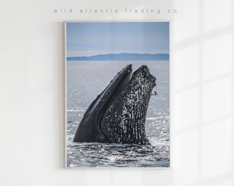 Printable Humpback Whale in the Pacific | West Coast Photography, Marine Biology, Whale Print, Whale Poster, Baleen Whale, Whale Art