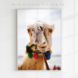 Printable Traditionally Decorated Camel in Egypt | Desert Photography, Egypt Print, Animal Print, Arabian Camel, Camel Nursery, Camel Art