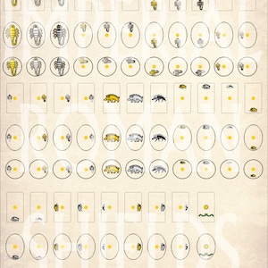 Op de afbeelding: Een vel stickers met verschillende ontwerpen, waaronder schorpioenen, beren en andere dieren. De stickers zijn in zwart, wit, geel en bruin.