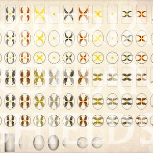 Op de afbeelding: Een vel met 60 ronde en vierkante schildstickers met verschillende ontwerpen. De schilden zijn in verschillende kleuren, waaronder goud, rood, wit en zwart. De ontwerpen omvatten vleugels, kruisen en andere geometrische patronen.