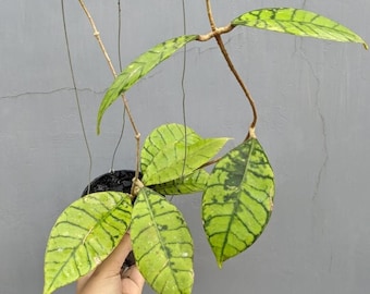 Hoya Ranauensis Sp Borneo The most unique Hoya flower Rare Free Phytosanitary Certificate Fast Shipping