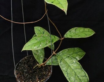 Hoya Ranauensis / Uncommon Hoya / Beautiful leaves/ fast