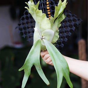Amazon.com: P.veitchii Auburn river x P.willinckii