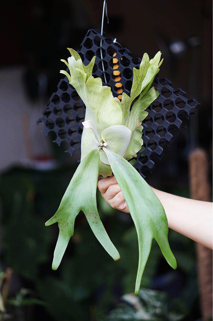 ビカクシダ P.willinckii up light leaf mr suddan P.willinckii up light leaf mr suddan