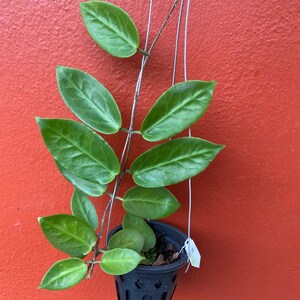 Hoya inflata - HOYAPASSION catcatさん専用 ＊ Hoya ＊ ホヤ ＊ inflata