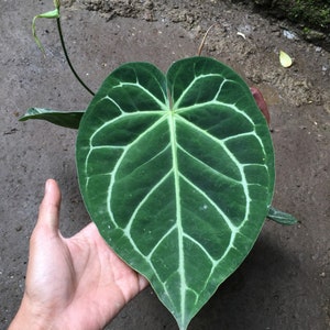 Certificat phytosanitaire gratuit Anthurium Magnificum de taille moyenne Expédition rapide