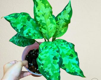 その他観葉植物 Aglaonema Hughes Aglaonema Hughes Red Free Phytosanitary | eBay