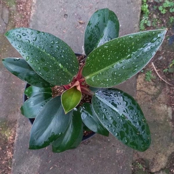 Philodendron Red Congo Certificado Fitosanitario Gratis Envío Rápido por DHL