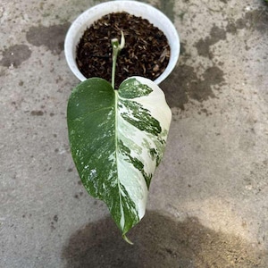 Monstera Marble Variegated 1 Leaf Free Phytosanitary Certificate Fast Shipping