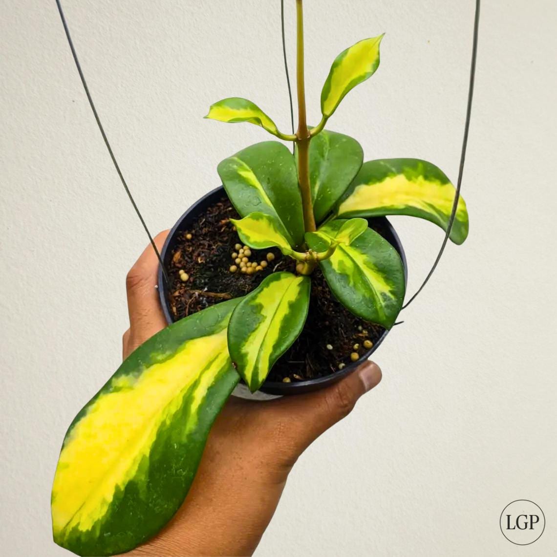 1018 ＊ ホヤ ＊Hoya ＊ diversifolia′Maharani′ Hoya Diversifolia Maharani Variegated Rare Tropical Plant - Etsy