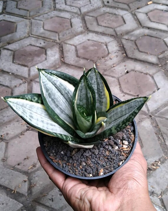サンスベリア Sansevieria Zebra Sansevieria Hahnii Silver Zebra – Fermosa plants