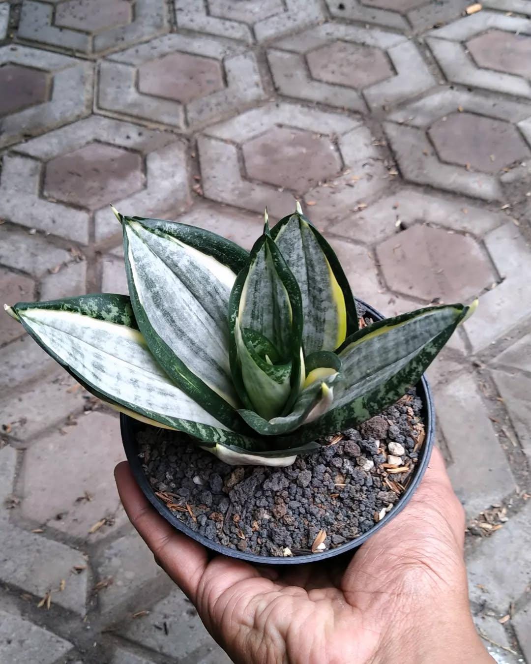 サンスベリア Sansevieria Zebra sansevieria hahnii zebra – Succulentasia