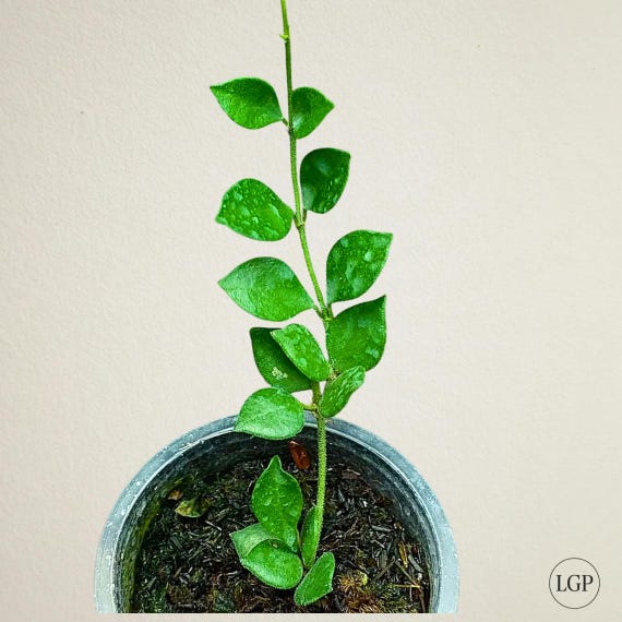 Hoya Sp Mamasa Rare Flowering Hoya Plant - Etsy