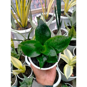 Sansevieria Moisissure verte Certificat phytosanitaire gratuit Expédition rapide