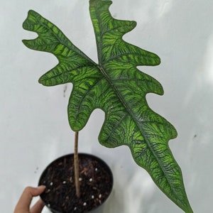 Alocasia Jacklyn Free Phytosanitary Certificate Fast Shipping by DHL