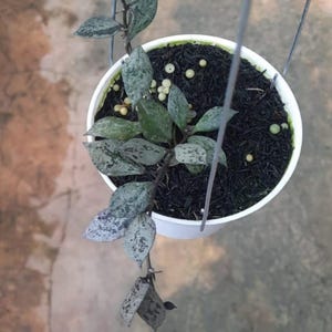 Hoya Lacunosa Black Aurora Rare Tropical Plant
