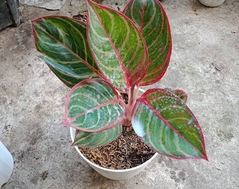 Wholesale Aglaonema Emerald Dragon Rare to find! Free Phytosanitary Certificate Fast Shipping