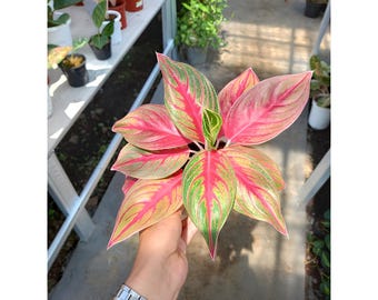 朝方迄処分価格【Weed】Aglaonema pictum Aglaonema pictum [LA0815-z-p-24] | M・R・G・R